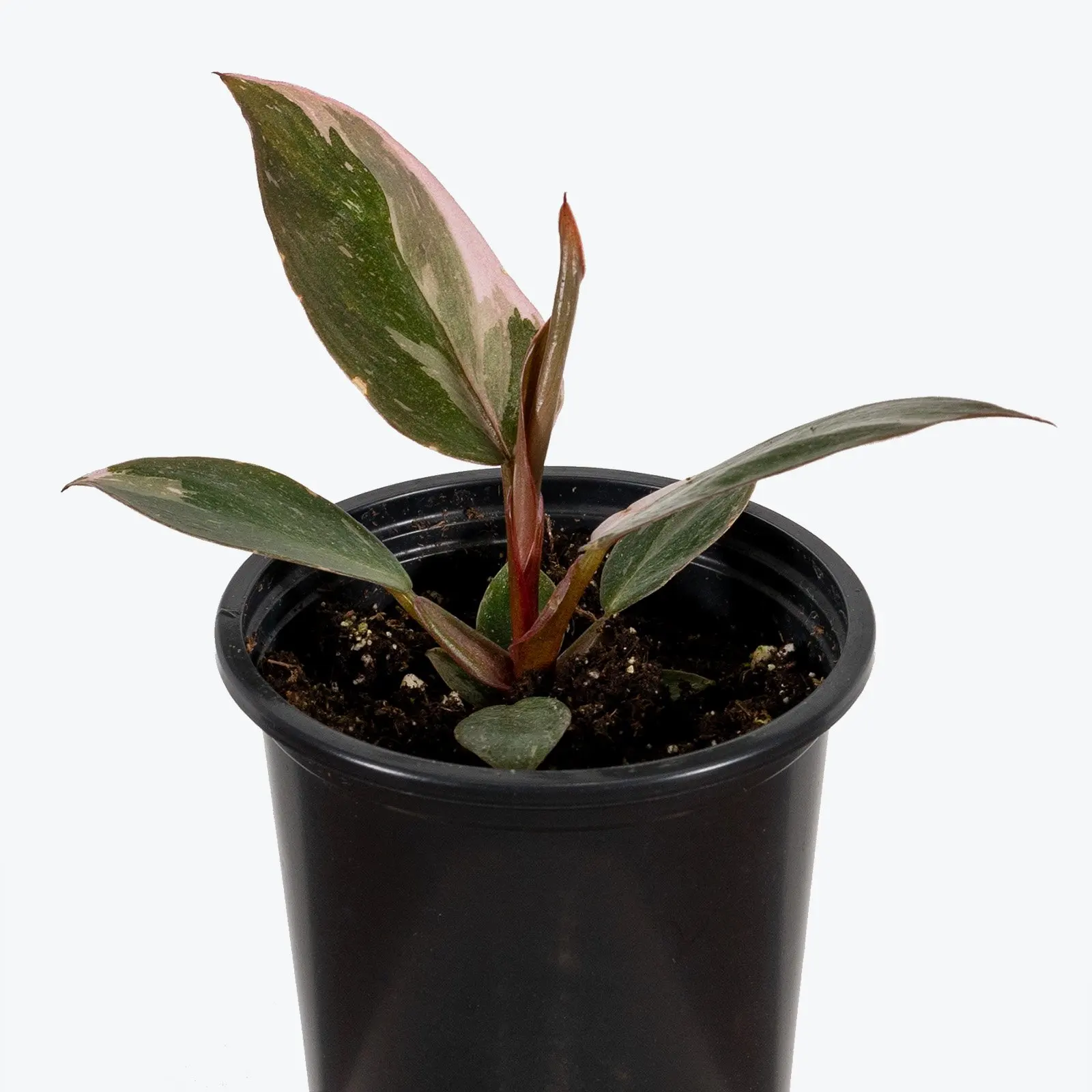 

Wholesale artificial woody plants pink princess philodendronTree Philodendron plants