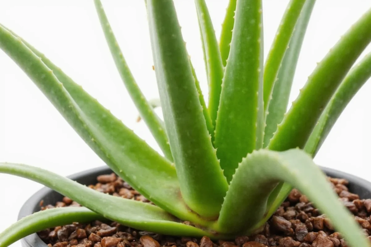 how to care for an aloe vera plant inside