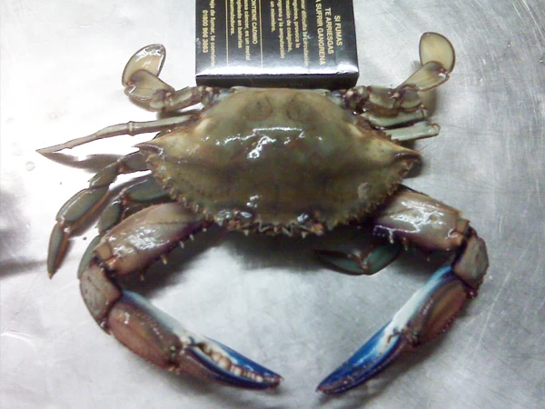 
Factory FROZEN Seafood Swimming Crab Blue Crab 