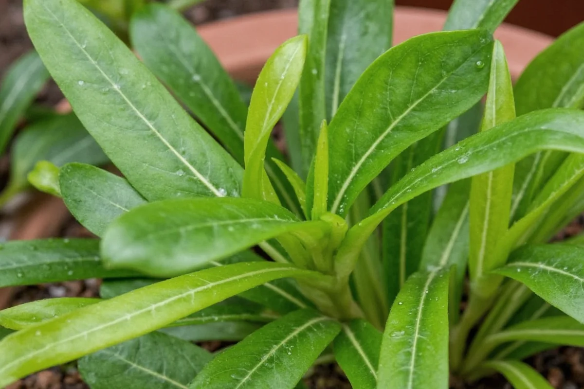 how much water does a money plant need