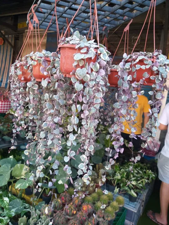 
Pink live plants String of Hearts natural plants 