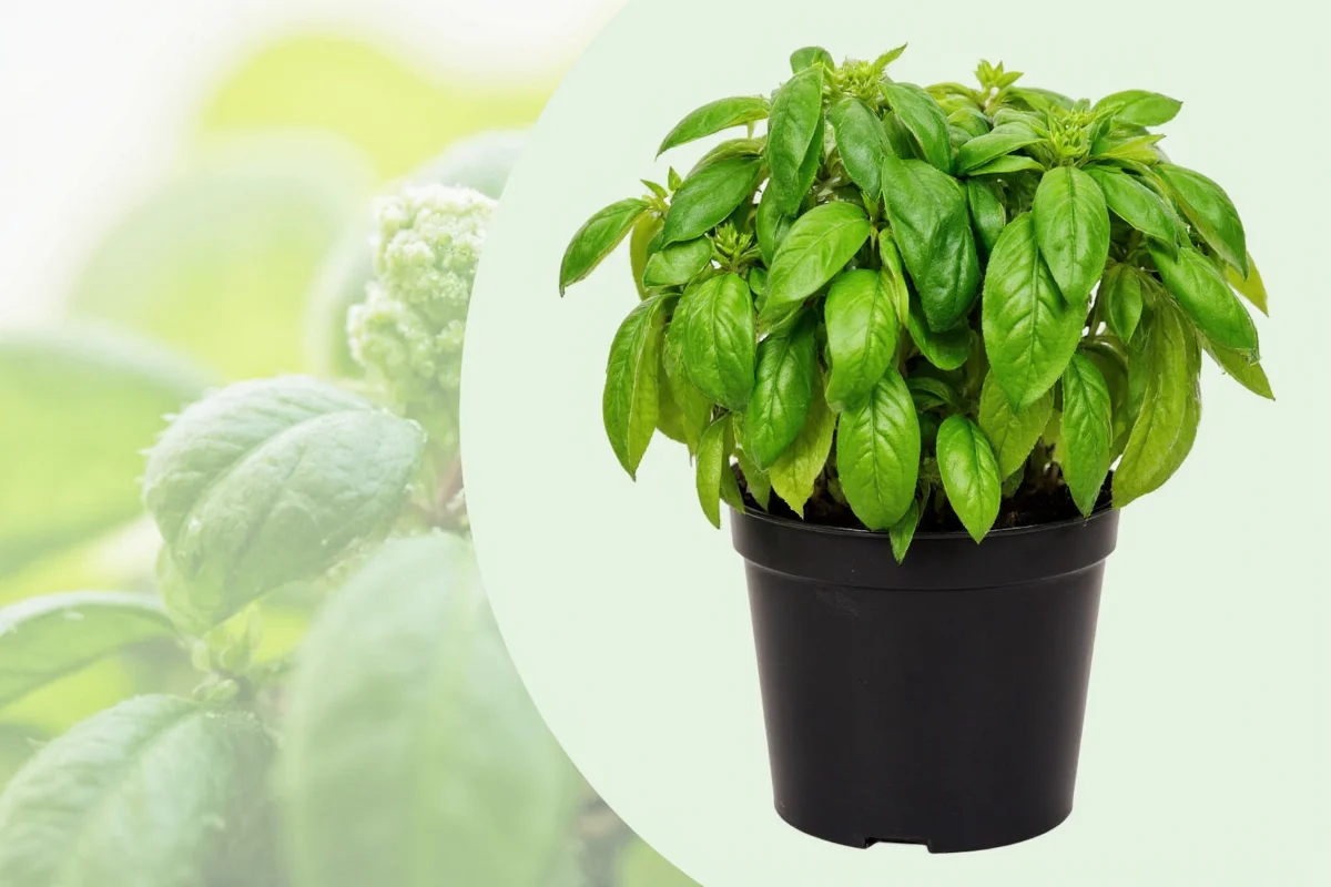 how big does basil plant get