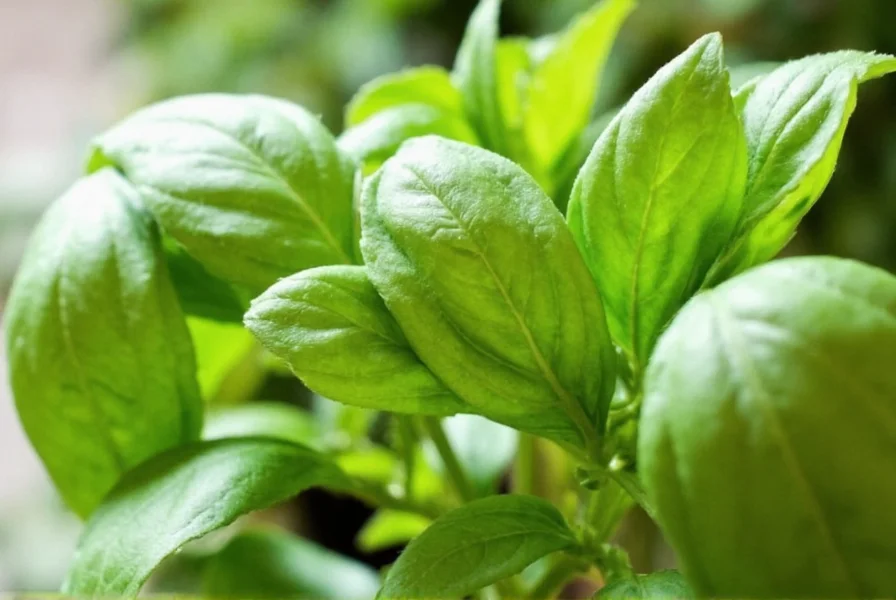 Different types of basil plants in garden