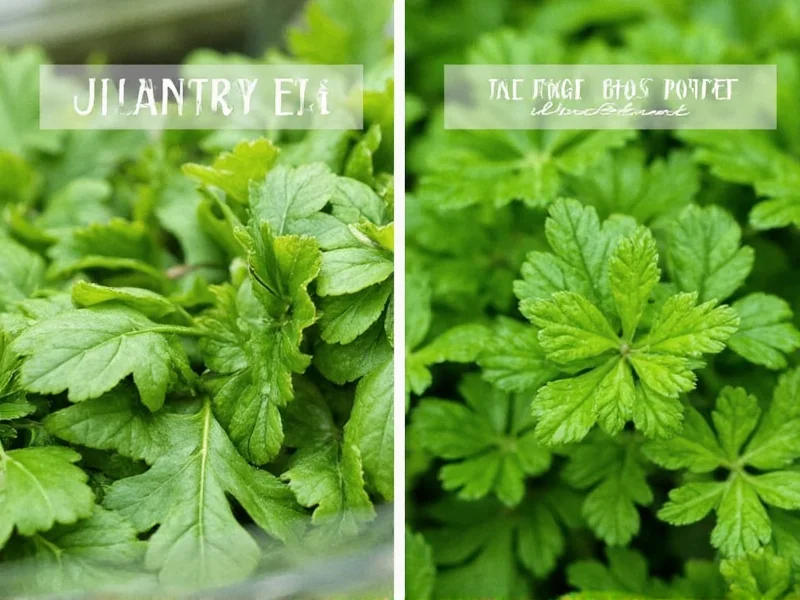 cilantro leaf vs parsley leaf