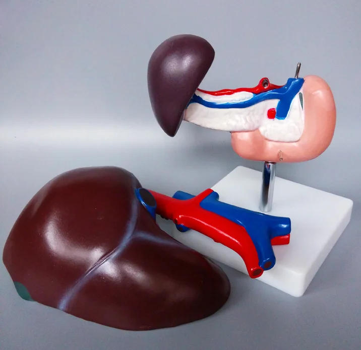 Life Size Human Anatomy Liver Pancreas And Duodenum Model Surgery Medical Display