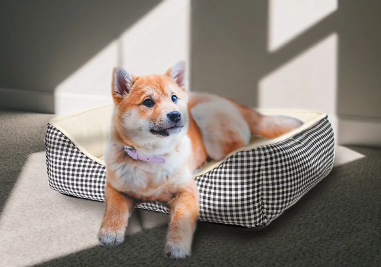 Huzhou Fpt Pet Products Co., Ltd. Pet Bed/Dog Chew Toy/Pet Collar/Pet