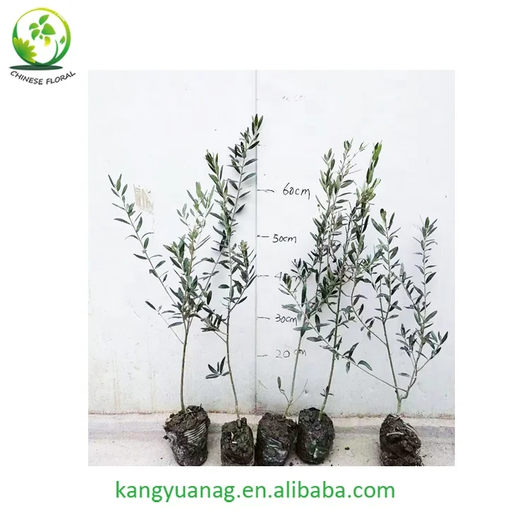 
European Olive seedling fruit trees plants 