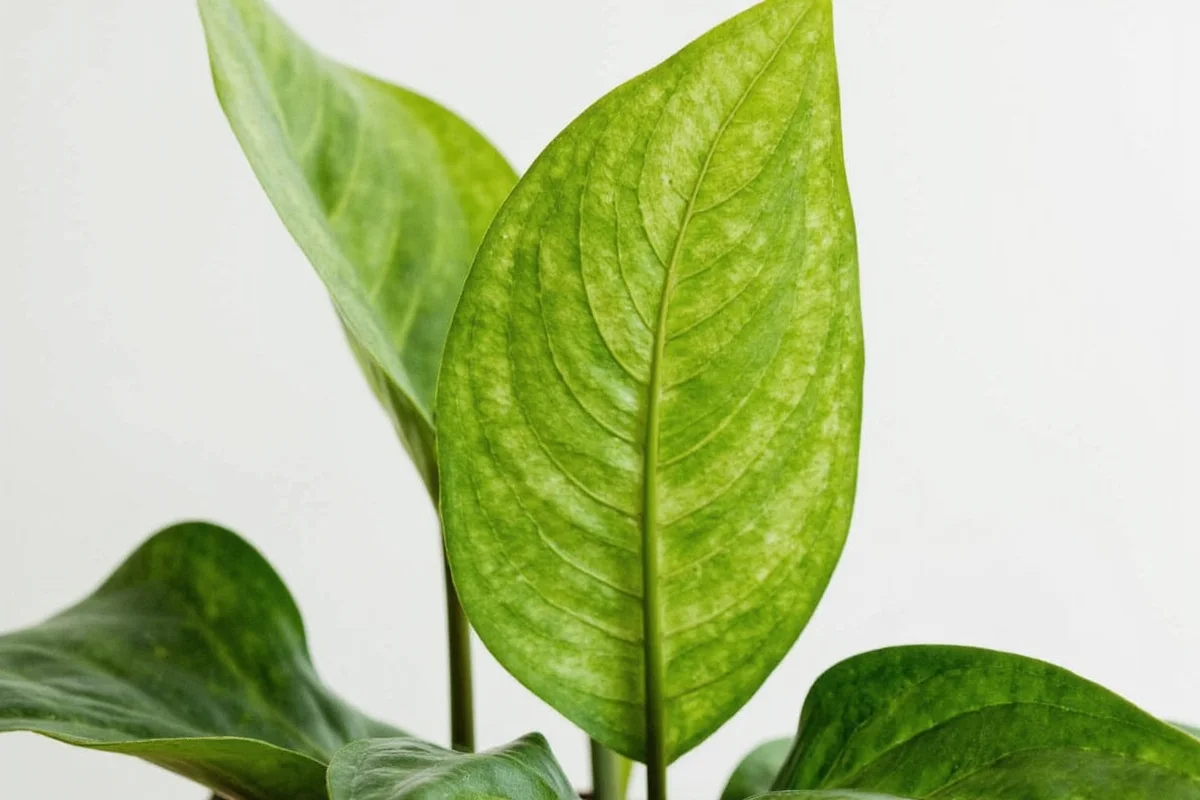 how to care for a dieffenbachia plant