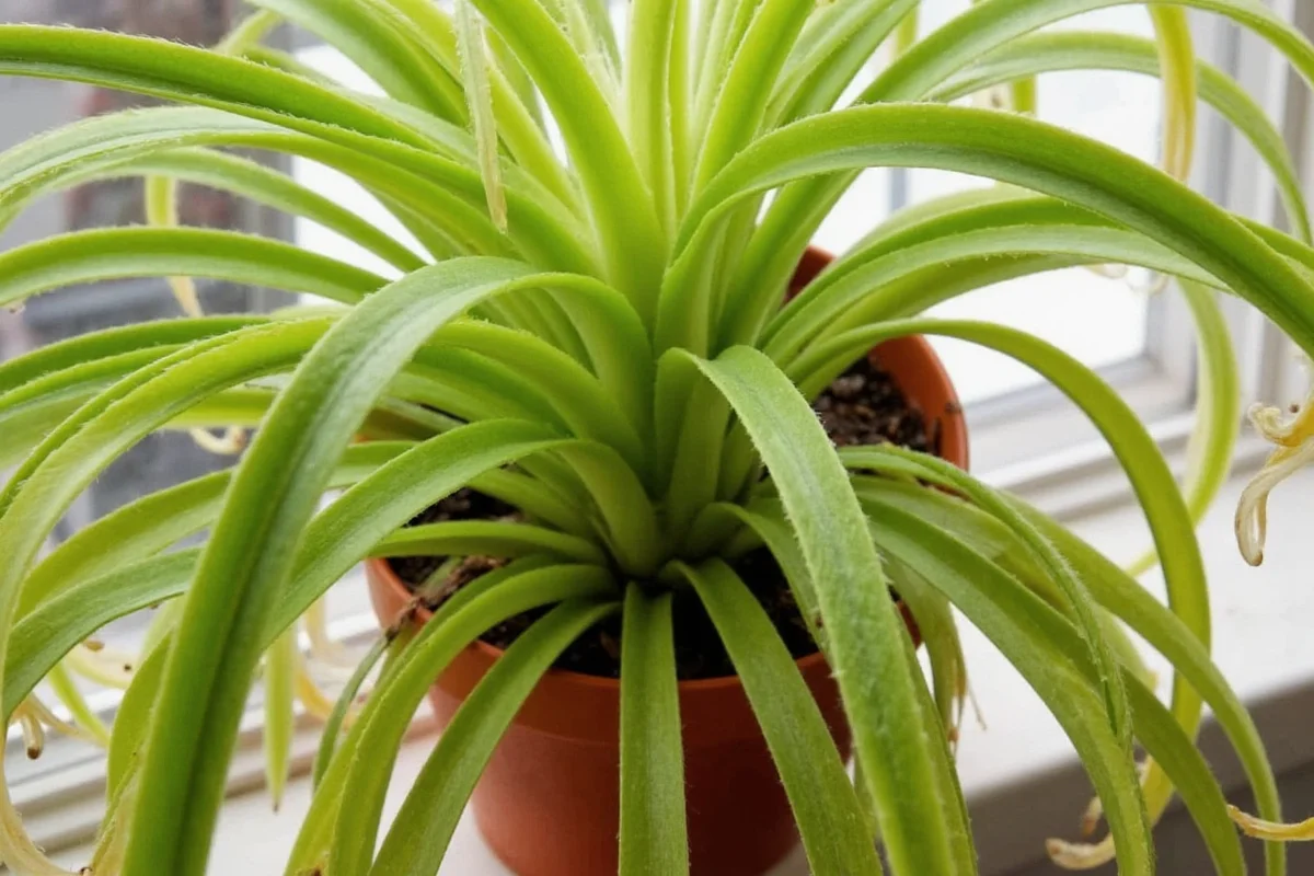 does spider plant flower