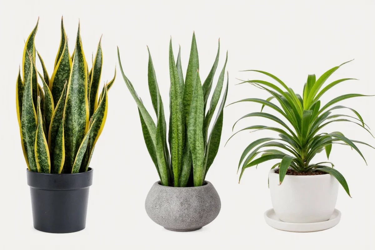 are snake plants easy to care for