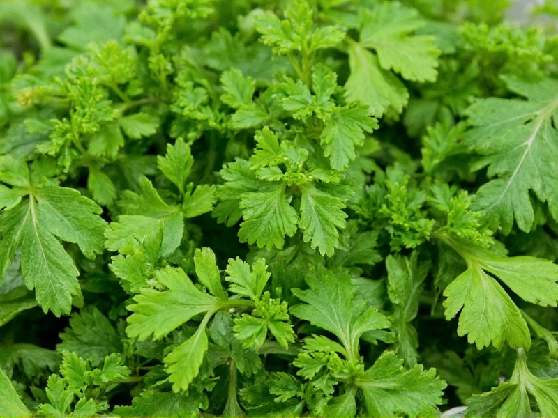 Parsley Fresh to Dried Conversion: Exact Ratio & Cooking Tips