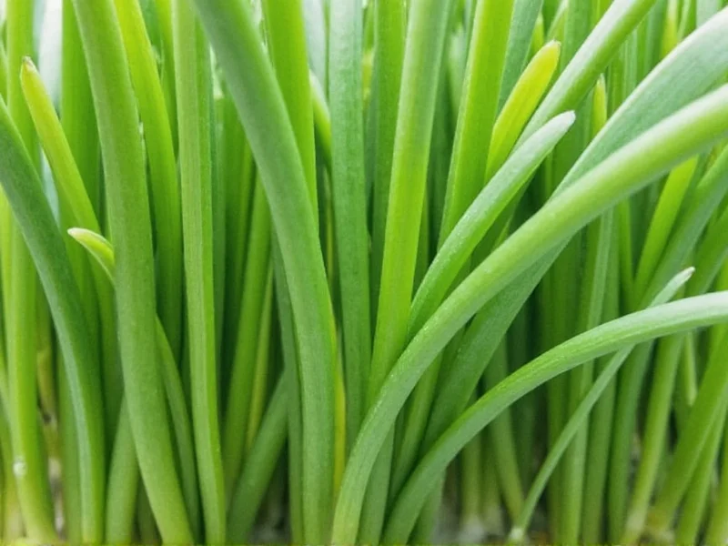 Chives vs Green Onions: Clear Botanical Differences Explained