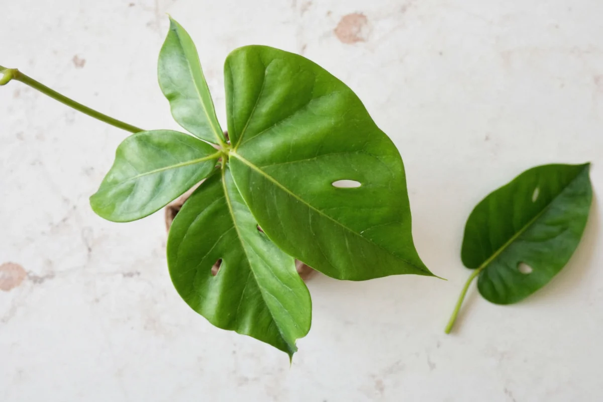 how to propagate a monstera plant