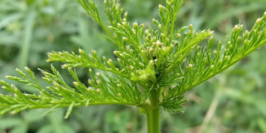 Creative ways to use dill weed in cooking