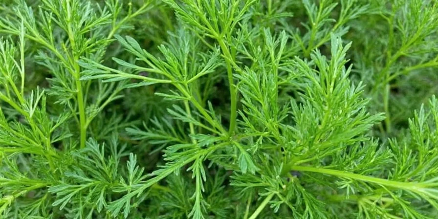 Fresh dill bunch next to cutting board