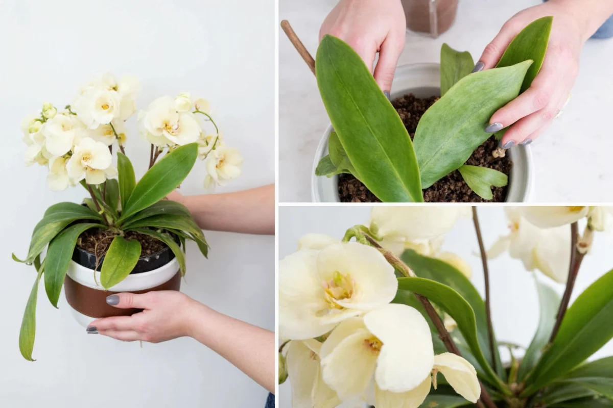 how to replant orchid plants