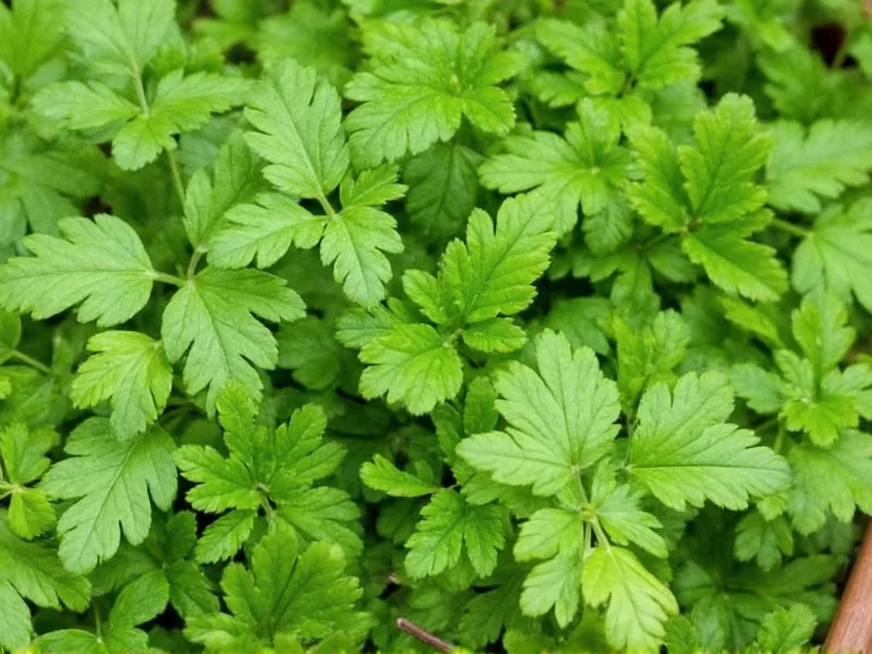 Best Coriander Substitutes: Practical Replacements for Any Recipe