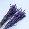 Dried Lavender Dry Flower Preserved Lavender Flower