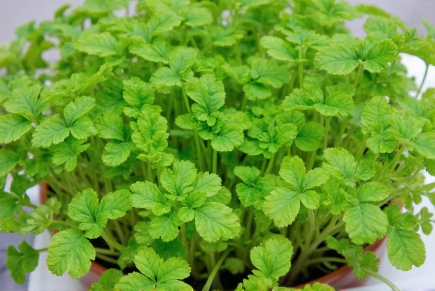 Healthy coriander plants growing in containers on a sunny windowsill
