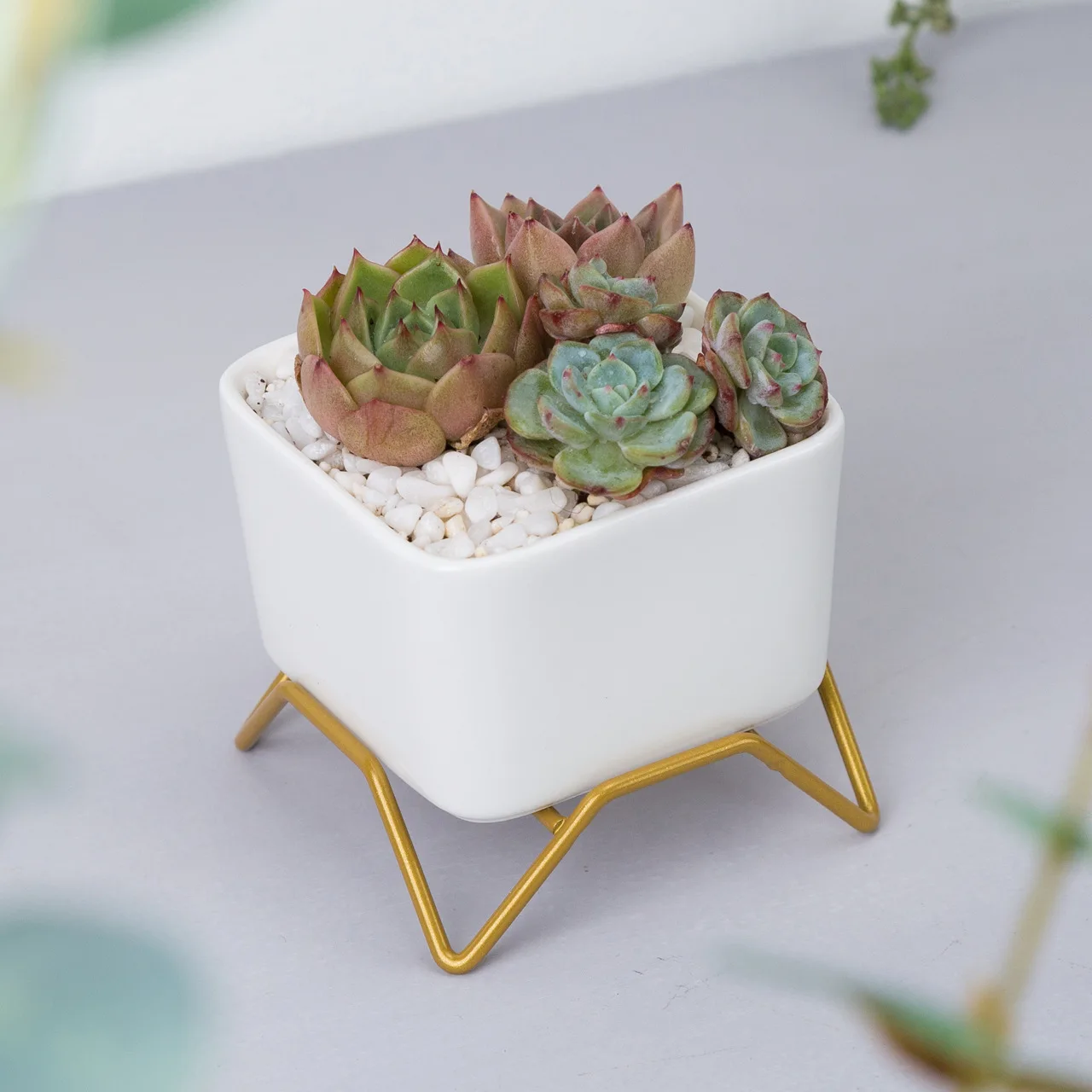 

mini succulent white planters ceramic pot modern simplicity for home decor interior