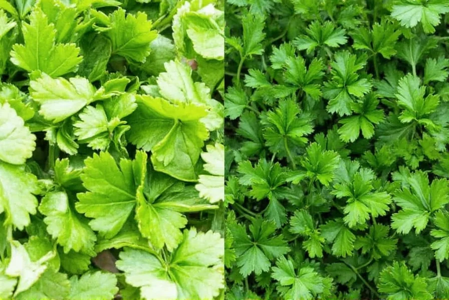 Side-by-side comparison of fresh coriander (cilantro) leaves and Italian parsley leaves showing their visual differences
