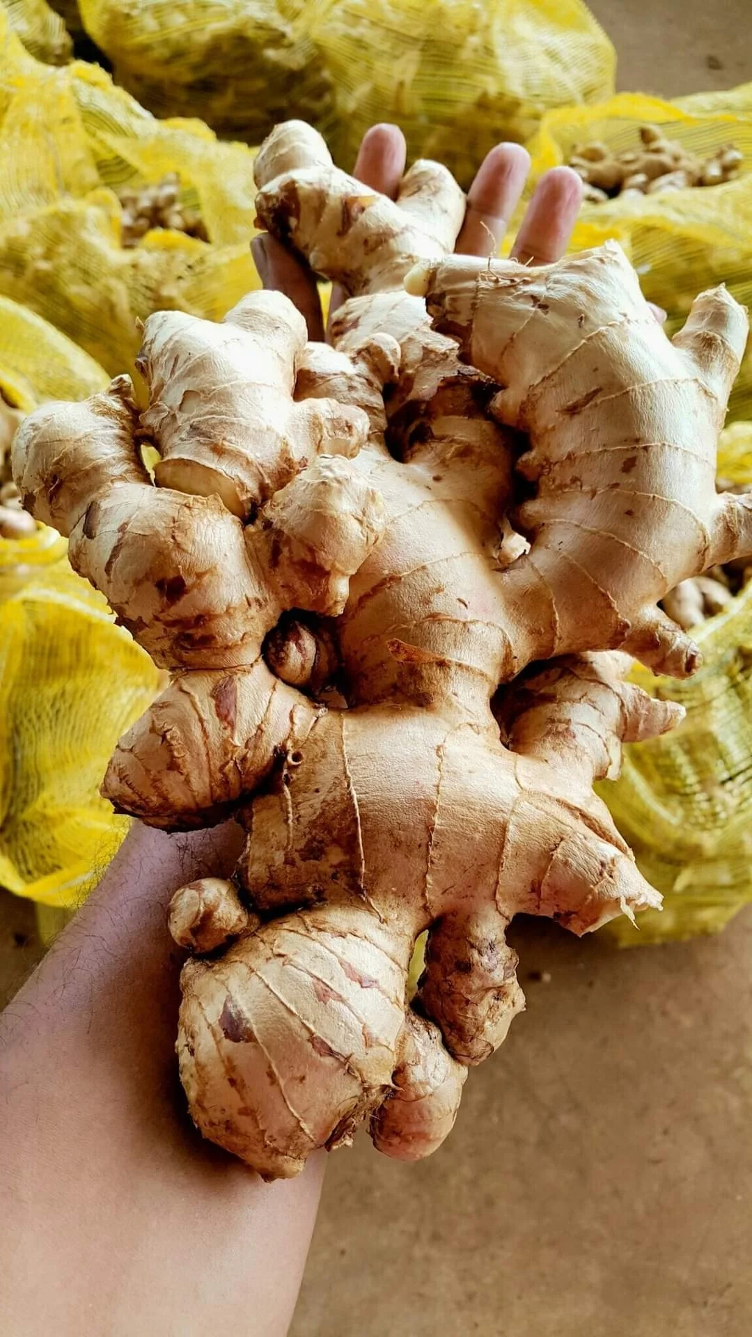 High Quality Air Dry Fresh Ginger Ready To Export For Wholesale Buyers In Malaysia /singapore