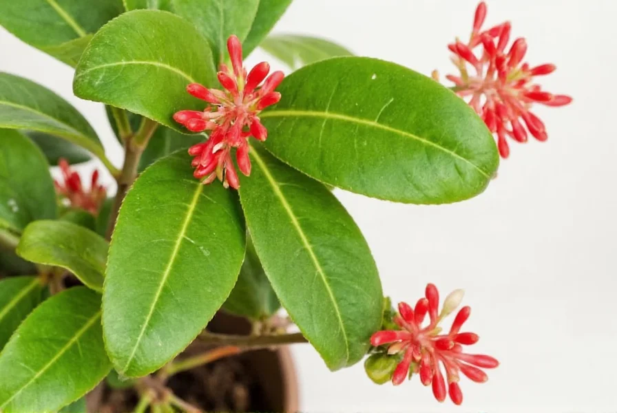 red ginger plant
