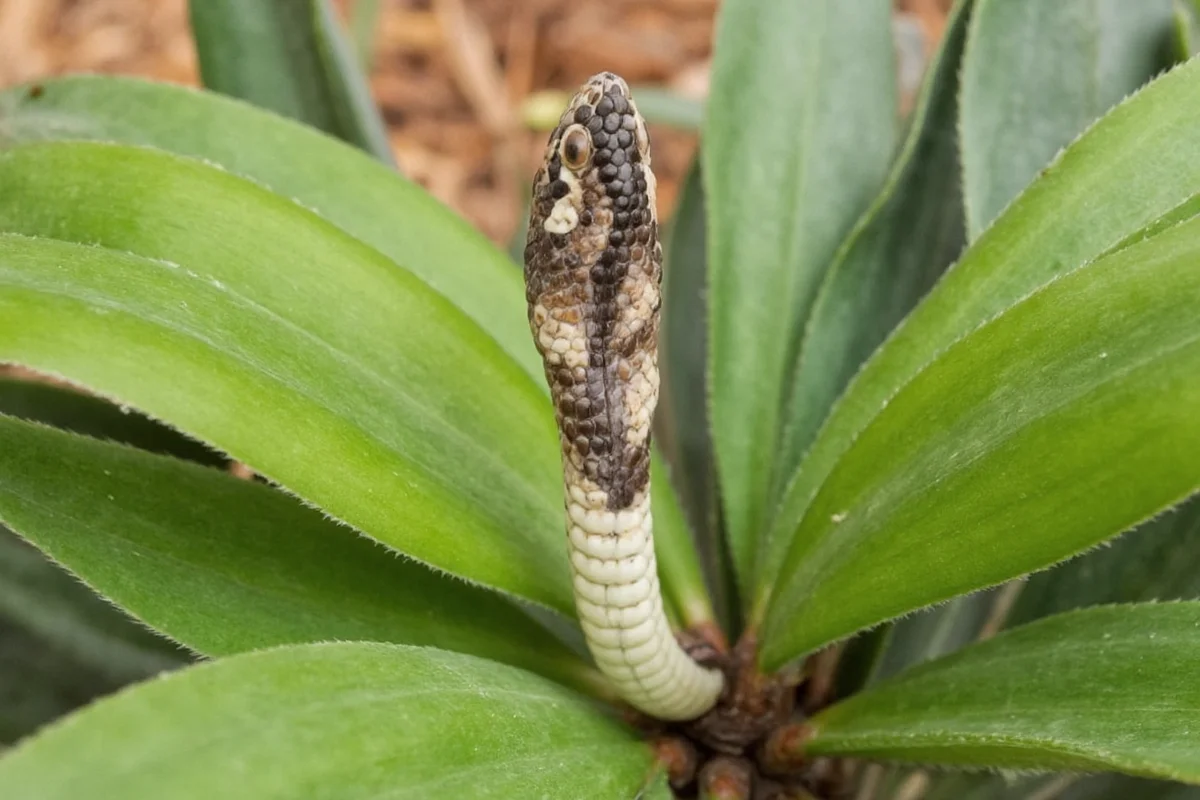 are snake plants pet friendly
