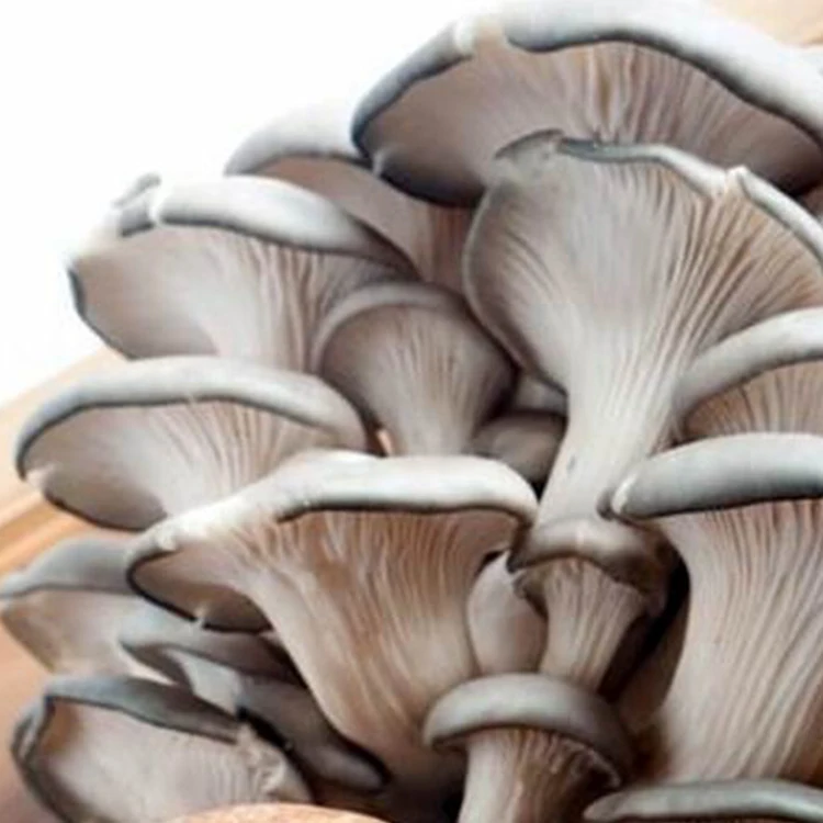
High Quality Factory Price Oyster Mushroom Spawn For Sale 