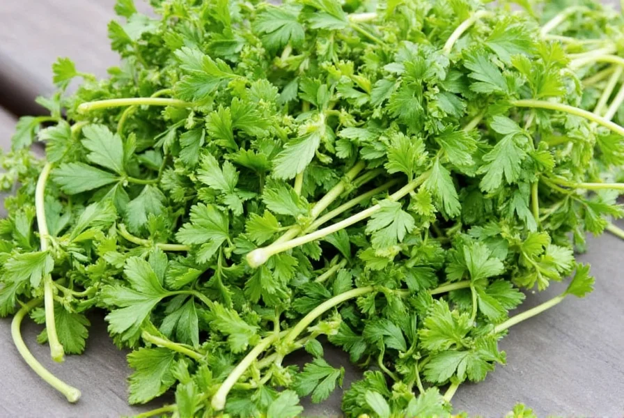 Parsley in a garden