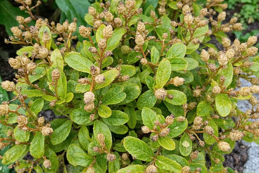 pinecone ginger plant
