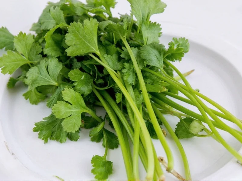 How to Dry Fresh Cilantro: 3 Best Methods That Preserve Flavor
