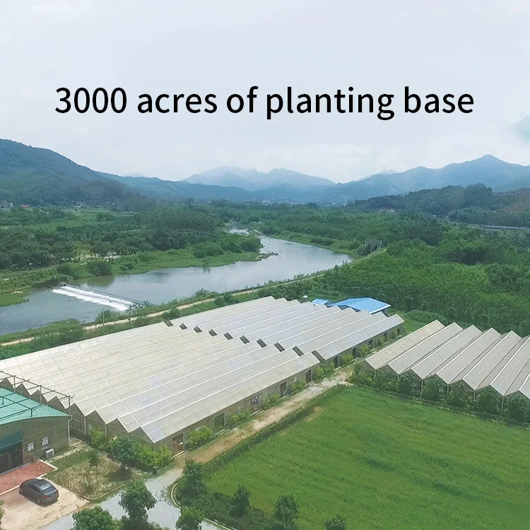 
OEM factory wholesale custom rose fragrance antiaging facial oil for skin care 