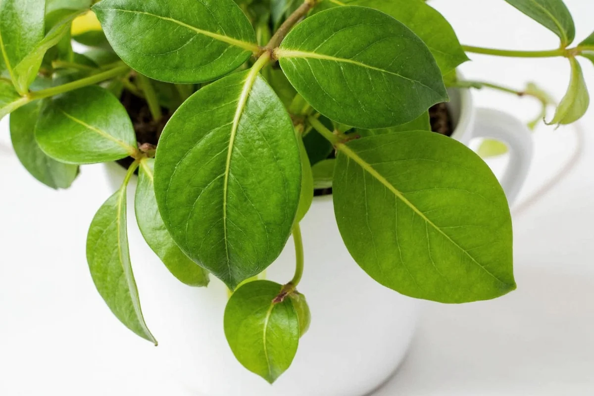 is a pothos plant poisonous to dogs