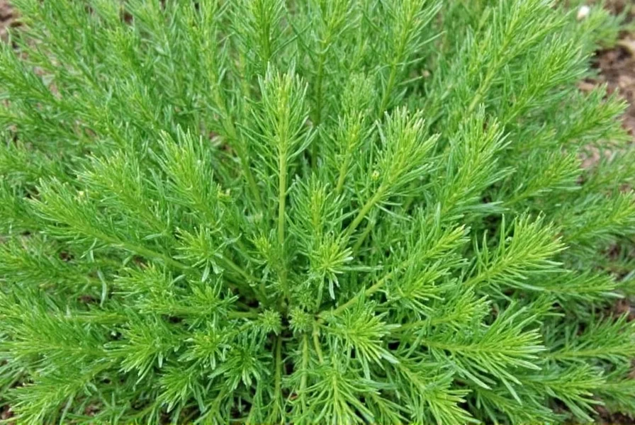 Dill Weed Origins: Where This Herb Comes From Naturally