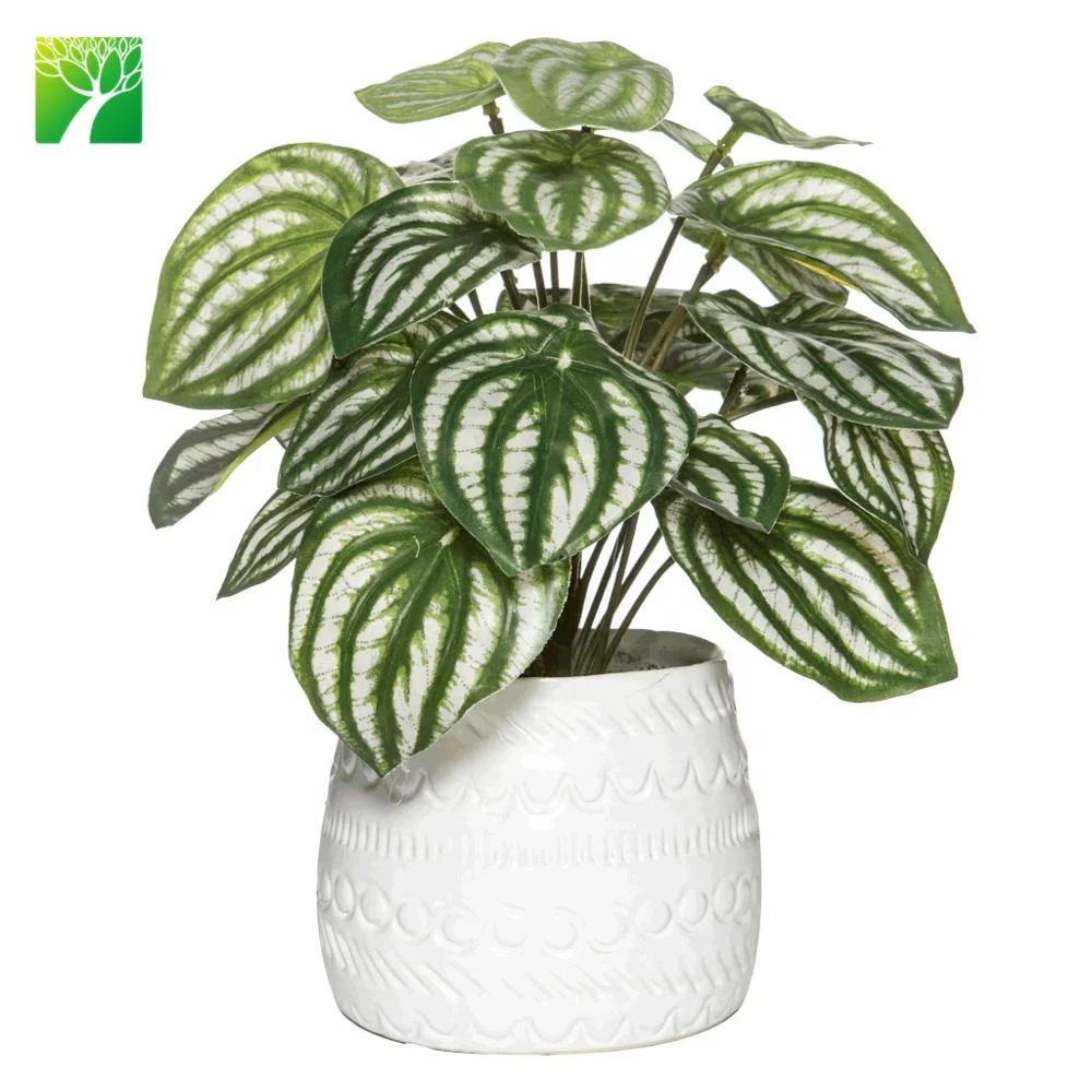 
Wholesale indoor decoration PEPEROMIA CAPERATA Peperomia Diamond live succulent 