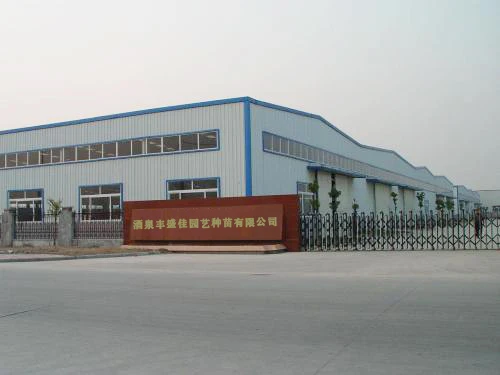 Semillas De Flores Grandes De Delphinium,Alta Calidad,Gran Oferta