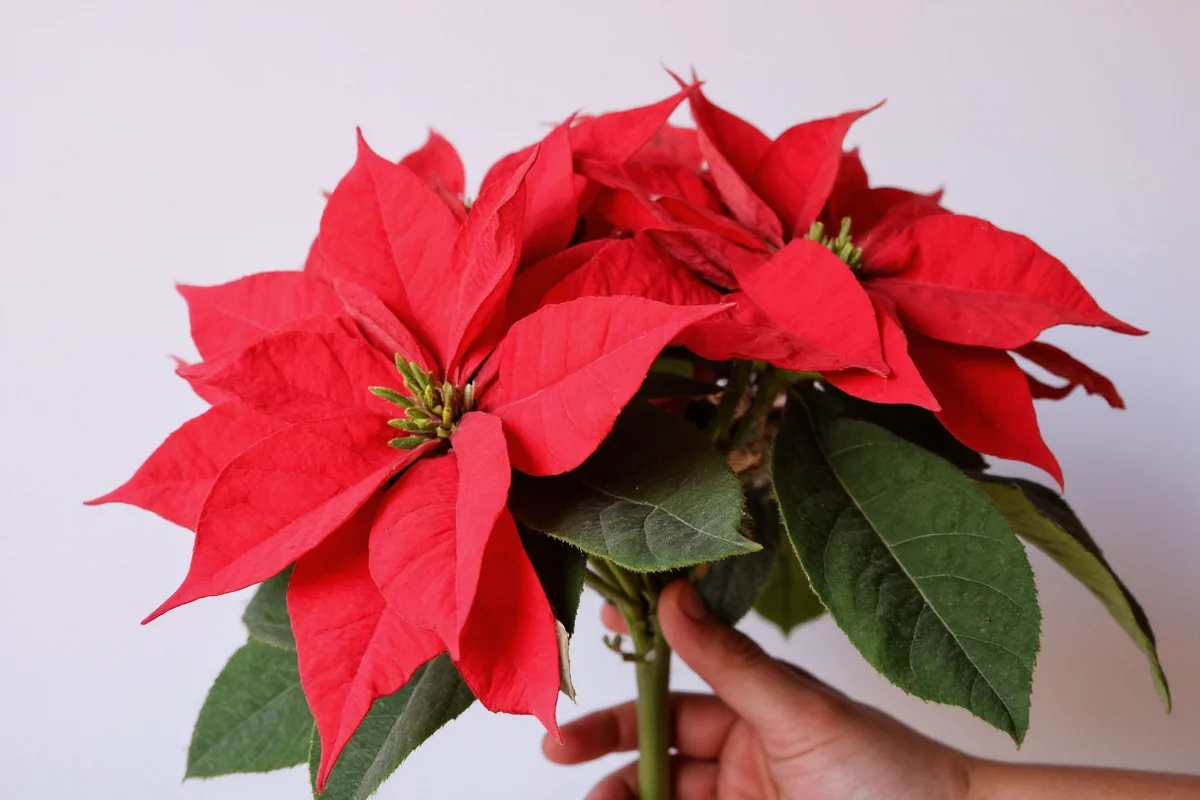 how to take care of poinsettia plant