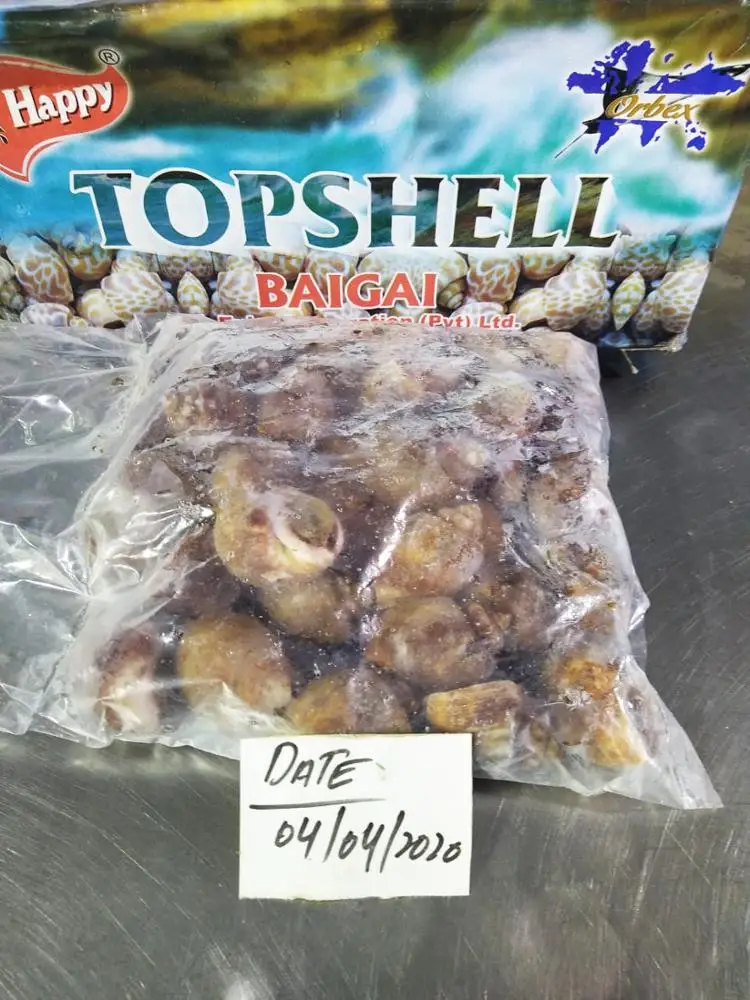 
100% Live Frozen Top Shells (Baigai) 