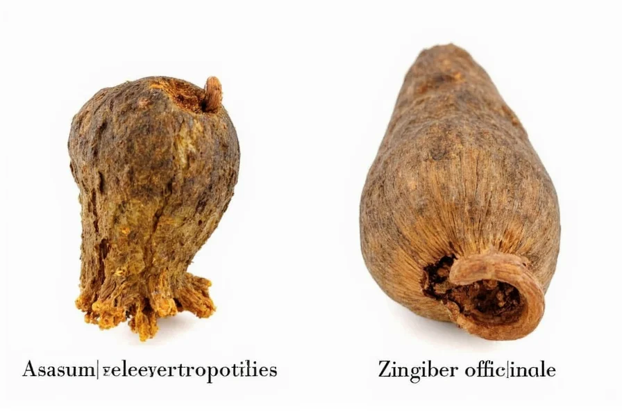 Side-by-side comparison of Asarum heterotropoides rhizome and Zingiber officinale rhizome showing visual differences in texture, color, and structure