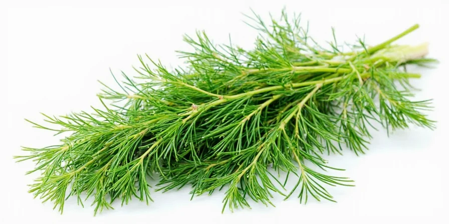 Map showing global culinary uses of dill