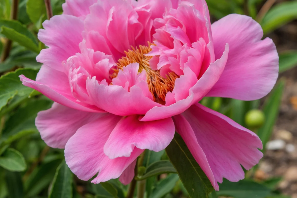 0414 peony