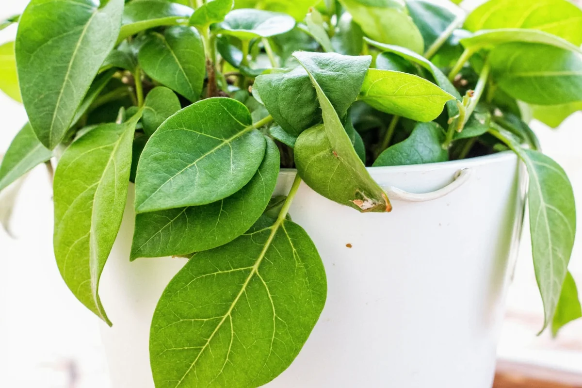 how to care for english ivy plant