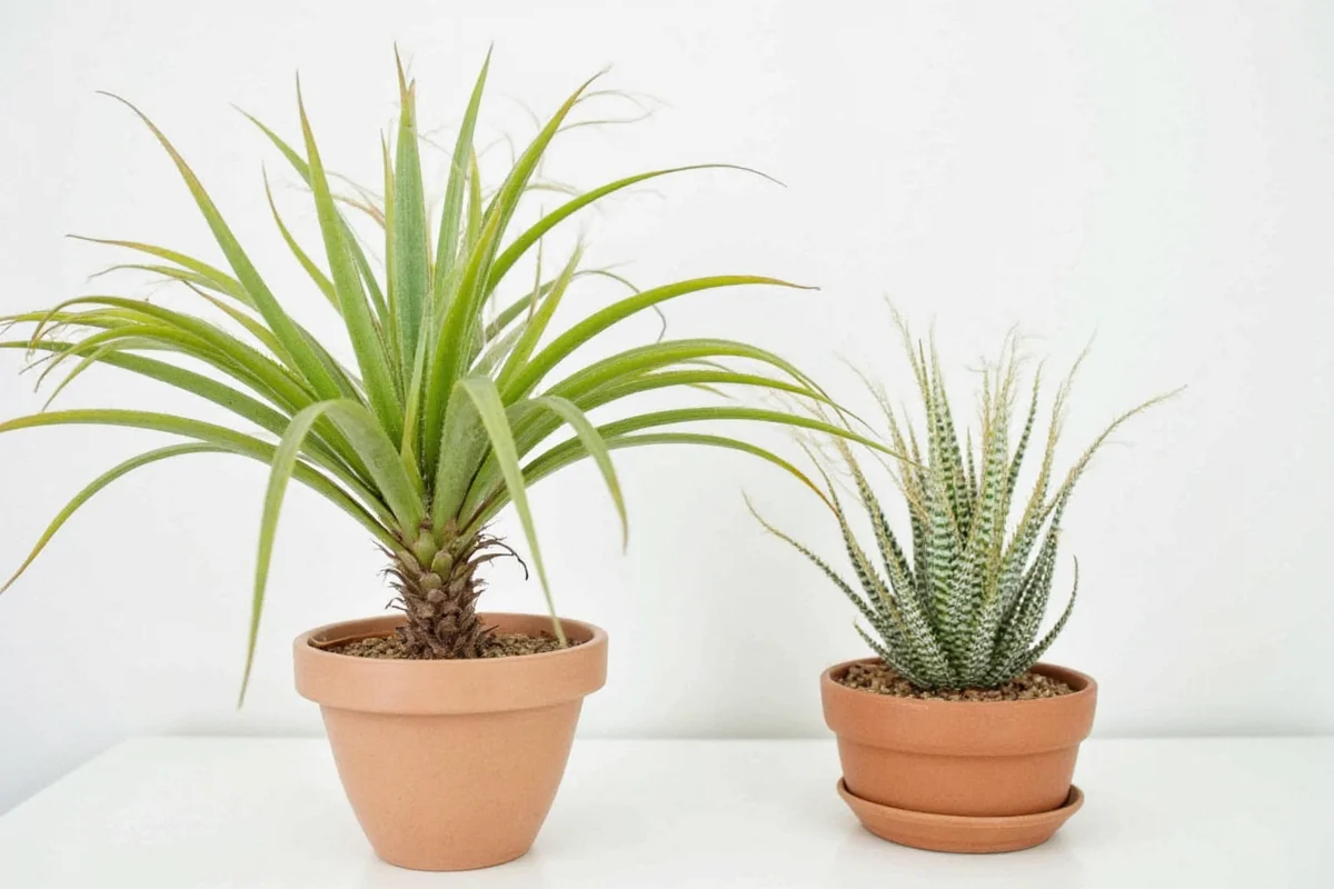 how to grow an air plant