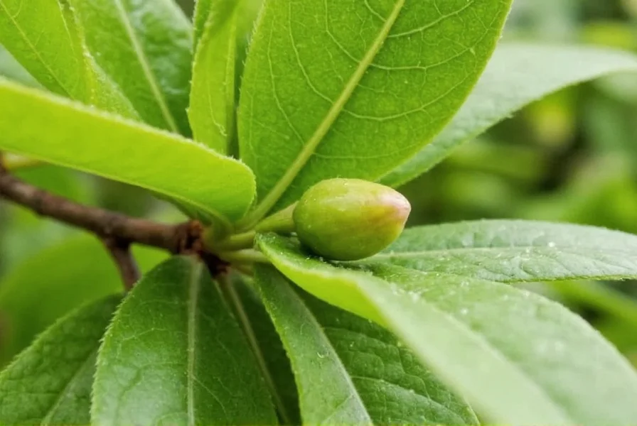Comparison chart showing chemical composition differences between cardamom, ginger, and peppermint essential oils