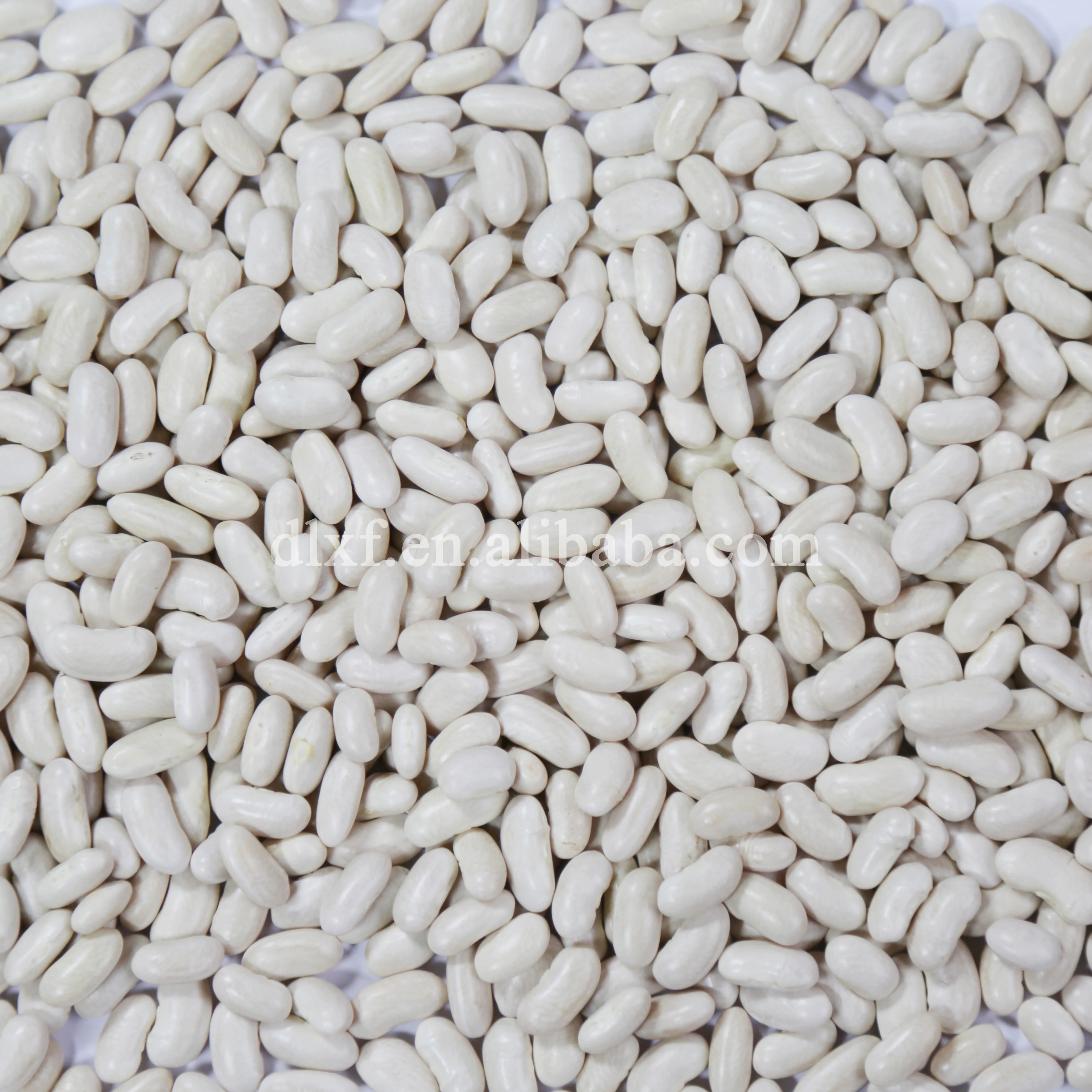 
China white Kidney bean/Japanese non-gmo or organic 