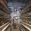500 chicken egg layer and cage egg chicken cage layer a type layer chicken cage for bangladesh