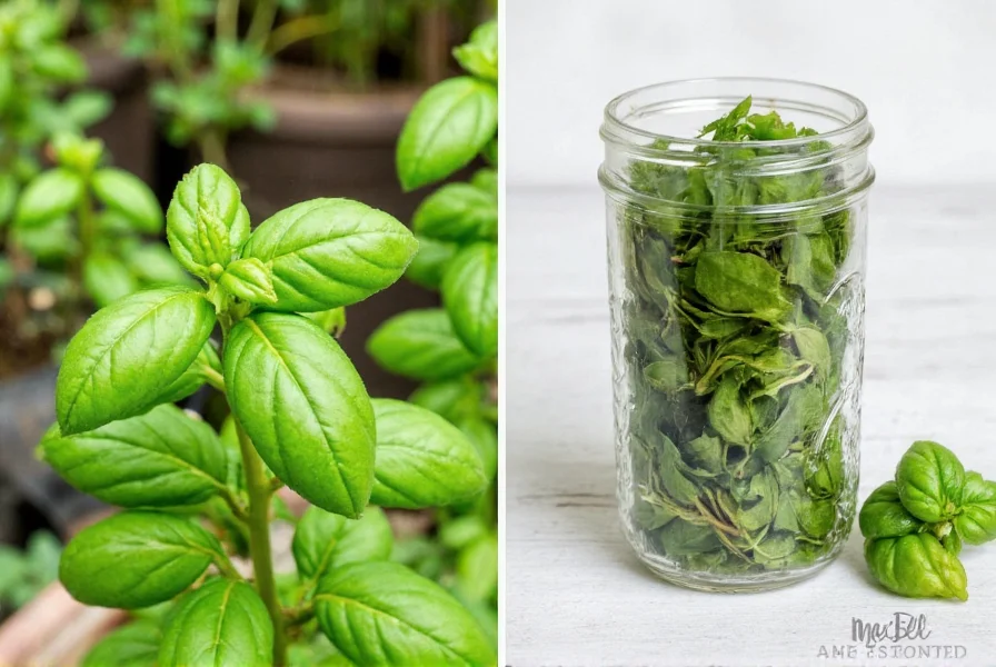 Fresh basil growing in a garden