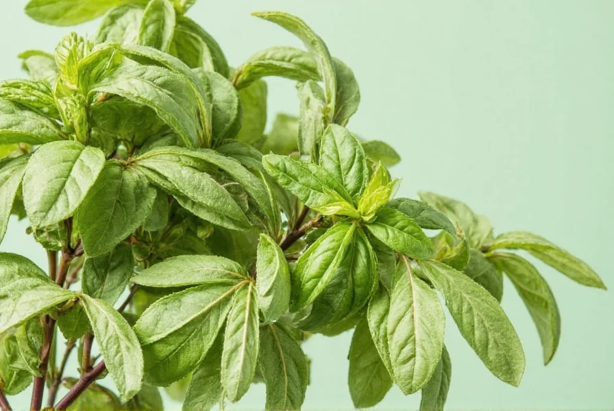 Dried Basil vs Fresh Basil