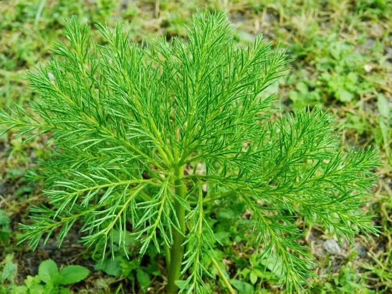 What Is Dill Weed? Herb Definition & Culinary Uses